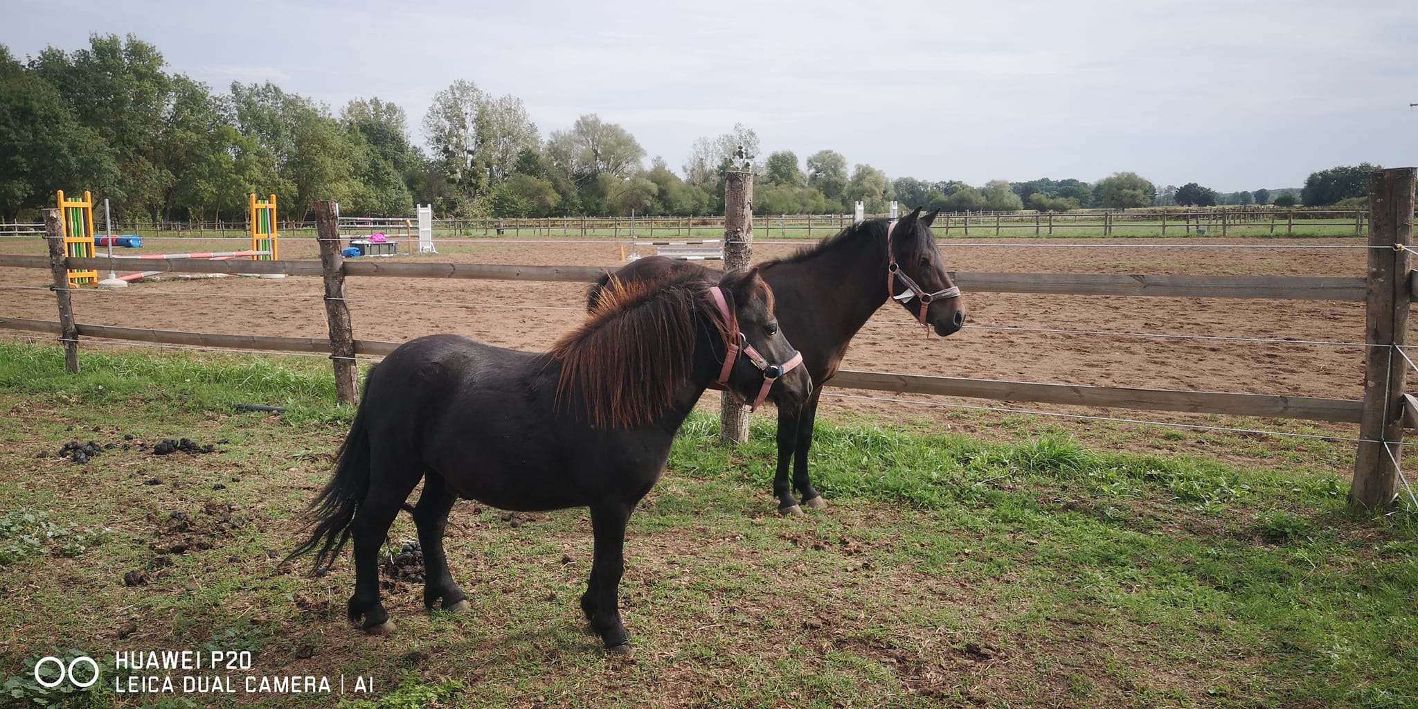 Vie locale et animations